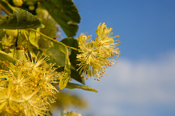 Linden blossom1