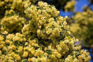 Linden blossom3
