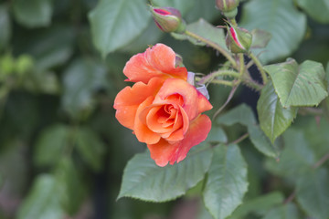 A semi-blooming orange rose on a green background.