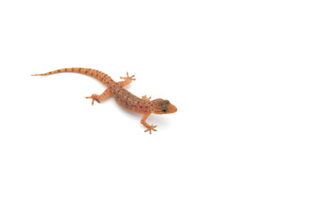 Gecko isolated on white background