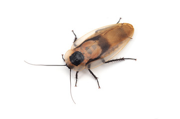 Giant cockroach isolated on white background