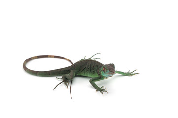 Iguana isolated on white background