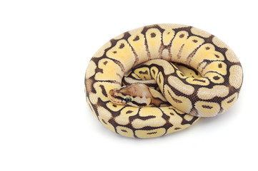 ball python isolated on white background