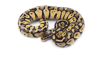 ball python isolated on white background