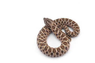 hognose snake isolated on white background