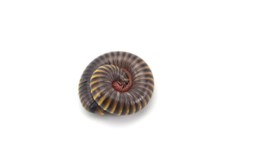 centipede millipede isolated on white background