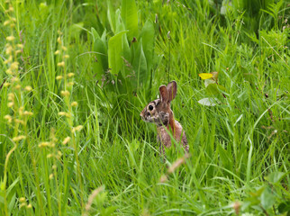 Easter bunny_Osterhase_rabbit_Eastern cottontail rabbit