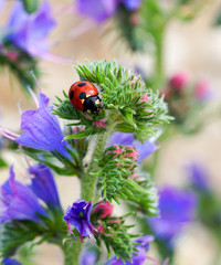 ladybug on blue little flower