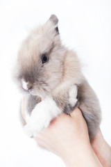 The woman holds a small Dutch rabbit in her hands