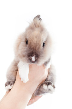 The woman holds a small Dutch rabbit in her hands