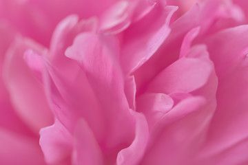 Pink petals with blurred focus