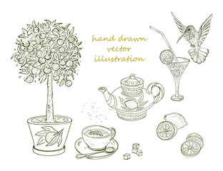 Hand Drawn Citrus Elements Set