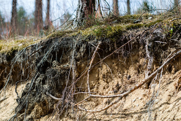 Pine roots visible on the slope. Trees growing on a slope in a wooded area.
