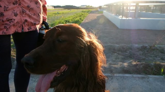 Dog sits with his tongue hanging out at sunset. Pet Irish setter resting, slow motion