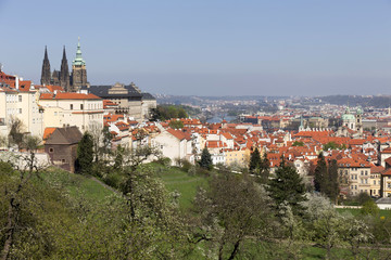 Obraz premium View on the spring Prague City with the green Nature and flowering Trees, Czech Republic