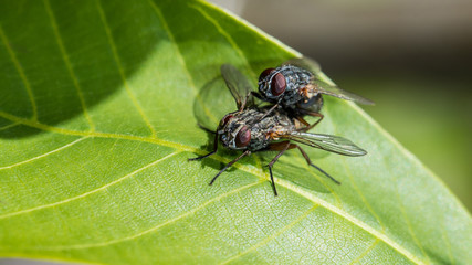 Fototapeta premium Zwei Fliegen bei der Paarung