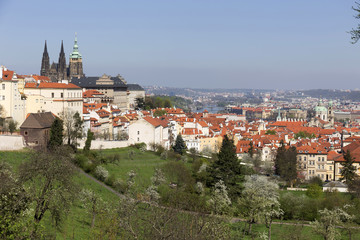Fototapeta premium View on the spring Prague City with the green Nature and flowering Trees, Czech Republic