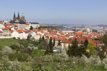 Obraz premium View on the spring Prague City with the green Nature and flowering Trees, Czech Republic
