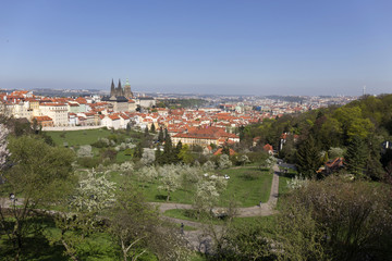 Fototapeta premium View on the spring Prague City with the green Nature and flowering Trees, Czech Republic