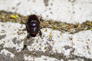 Close up photo of big black beetle on white surface