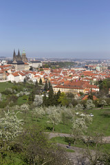 Fototapeta premium View on the spring Prague City with the green Nature and flowering Trees, Czech Republic