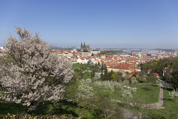 Fototapeta na wymiar View on the spring Prague City with the green Nature and flowering Trees, Czech Republic