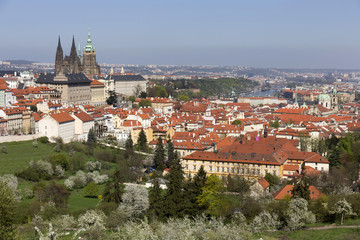Obraz premium View on the spring Prague City with the green Nature and flowering Trees, Czech Republic