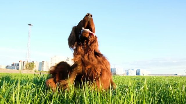 Dog is itching to sit in the grass at sunset. Funny pet enjoys and sticks out his tongue, slow motion
