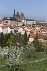 Obraz premium View on the spring Prague City with the green Nature and flowering Trees, Czech Republic