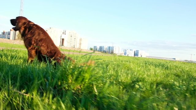 Dog drags its hind legs along the grass and it itches at sunset. Awkward funny pet walks in nature, slow motion