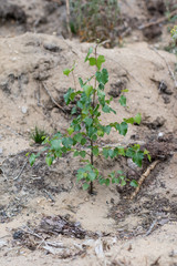 A young birch tree in the forest. Deciduous little plant in sandy soil.