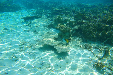 Underwater view of dead coral reefs and beautiful fishes. Snorkeling. Maldives, Indian ocean.	
