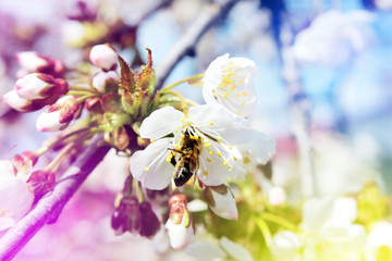 Bee collects nectar (pollen) from the white flowers of a flowering cherry on a  blurred background of nature and sky, a banner for the site. Blurred space for text