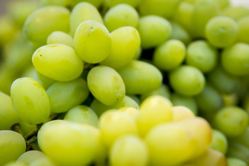 Uvas 6484