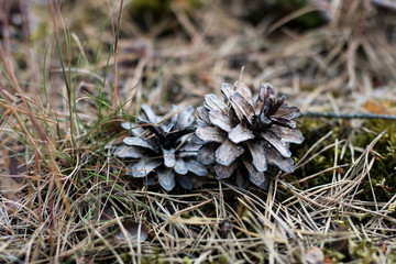 Pine tree cones in a wooded area. Pine fruit on a sandy road.