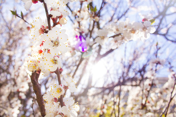 Spring cherry blossoms closeup, white flower sunny day and bright rays, against the blue sky