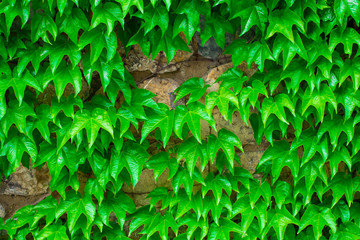 Green leaves.Green leaves wall texture. Summer background