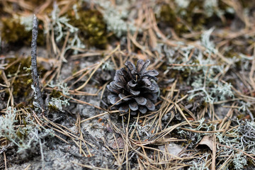 Pine tree cones in a wooded area. Pine fruit on a sandy road.