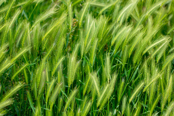 Fototapeta na wymiar Background of fresh spring Green wheat field ears close up