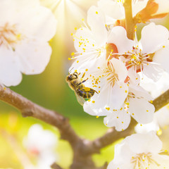 Spring. Bee collects nectar (pollen) from the white flowers of a flowering cherry on a  blurred background of nature. Lights of a sun. Blurred space for text.