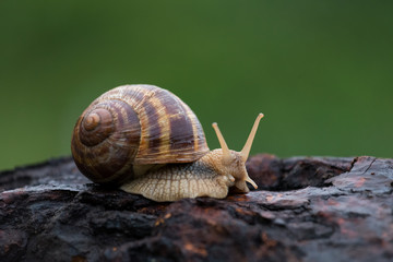 Snail close up
