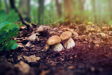 Two porcini mushrooms growing in forest. Picking fungi. Summer or autumn harvest season. Forest aesthetics