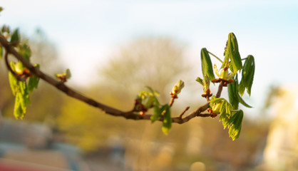 Leaves bloom on trees in early spring. Young leaves of chestnut.