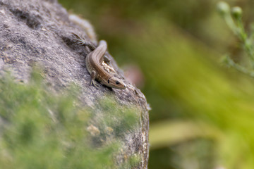 Lézard des murailles sur son lit de pierre bleue