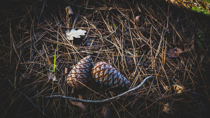 Pine cone