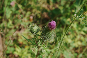Thistle in the Daylight