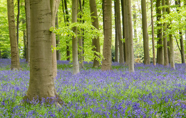 Blue bell forest in Sprin