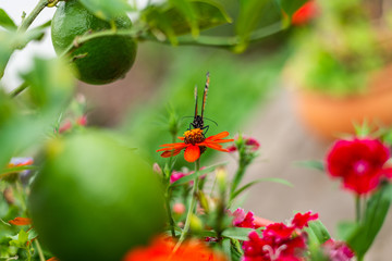 Monarch Butterfly