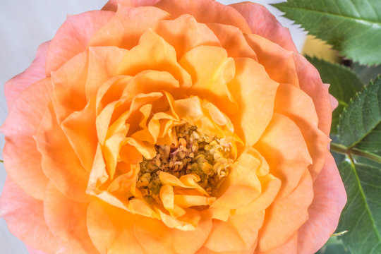 Gelb-Rosa Rose