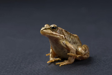 Obraz premium Frog on a black isolated background. Frog. 